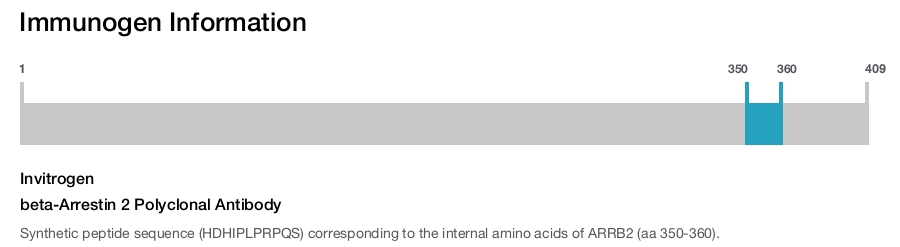 beta-Arrestin 2 Polyclonal Antibody