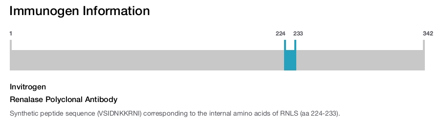 Renalase Polyclonal Antibody