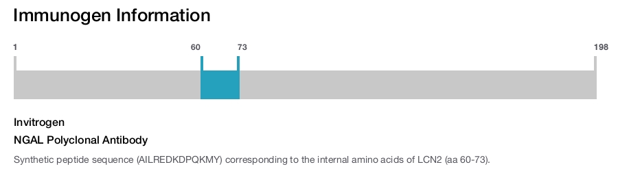 NGAL Polyclonal Antibody