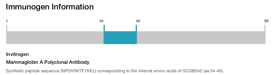 Mammaglobin A Polyclonal Antibody