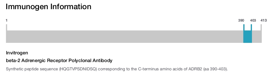 beta-2 Adrenergic Receptor Polyclonal Antibody