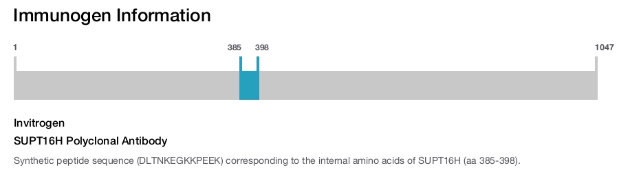 SUPT16H Polyclonal Antibody