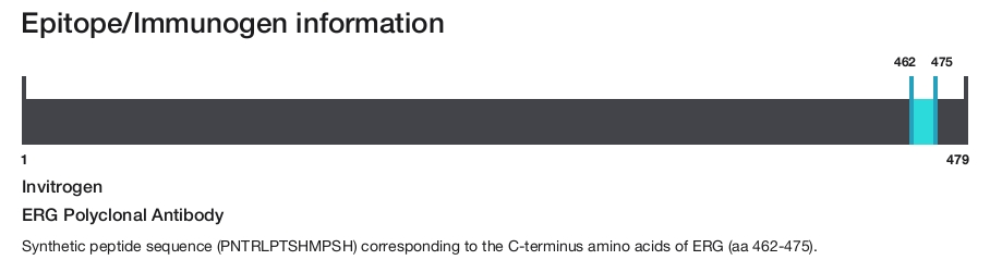 ERG Polyclonal Antibody