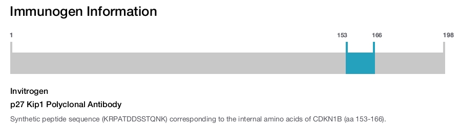p27 Kip1 Polyclonal Antibody