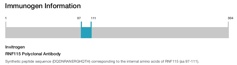 RNF115 Polyclonal Antibody