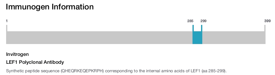 LEF1 Polyclonal Antibody