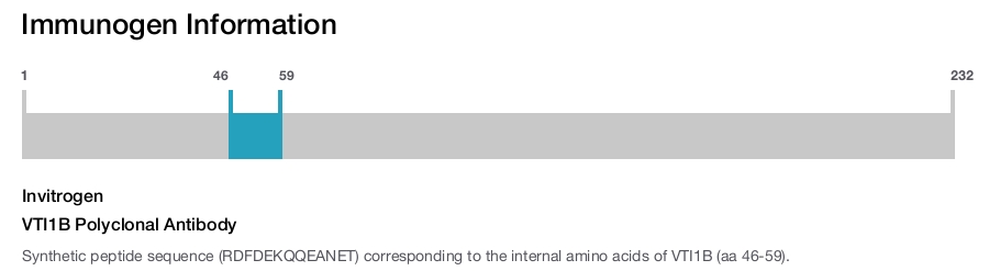 VTI1B Polyclonal Antibody