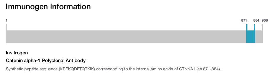 Catenin alpha-1 Polyclonal Antibody