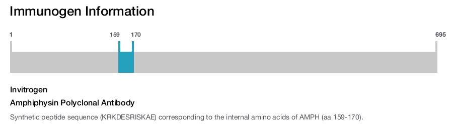 Amphiphysin Polyclonal Antibody