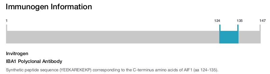 IBA1 Polyclonal Antibody