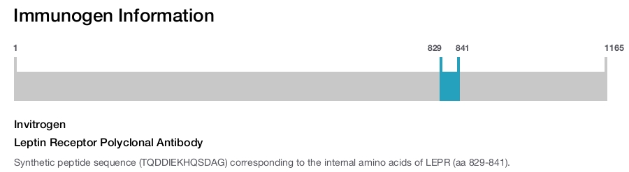 Leptin Receptor Polyclonal Antibody