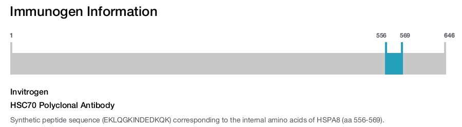 HSC70 Polyclonal Antibody