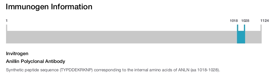 Anillin Polyclonal Antibody