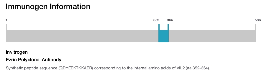 Ezrin Polyclonal Antibody