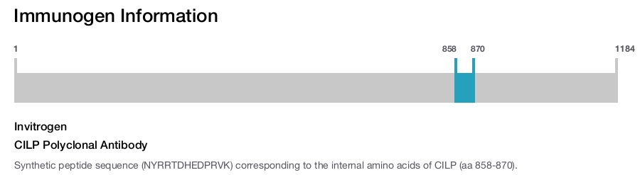CILP Polyclonal Antibody