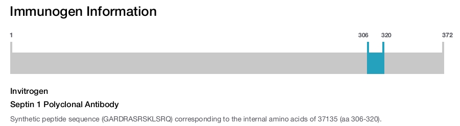 Septin 1 Polyclonal Antibody