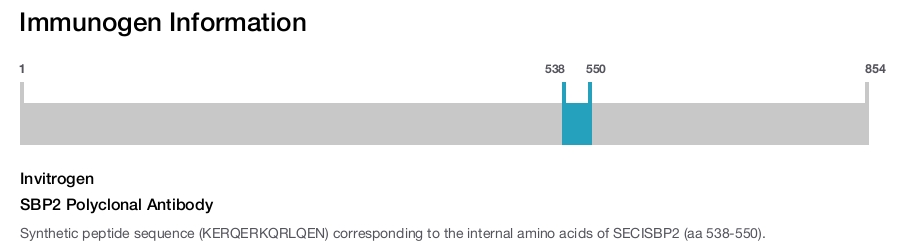 SBP2 Polyclonal Antibody