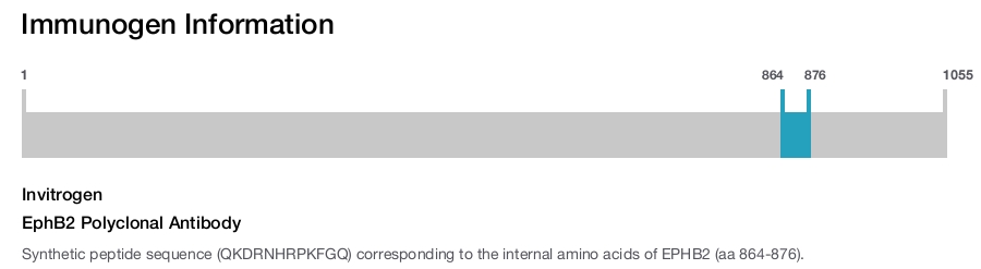 EphB2 Polyclonal Antibody