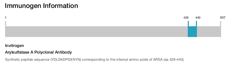 Arylsulfatase A Polyclonal Antibody
