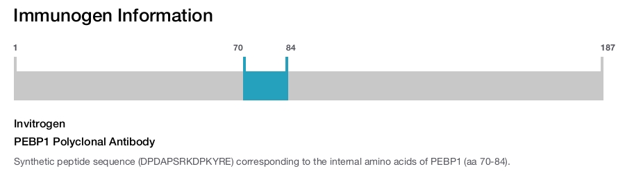 PEBP1 Polyclonal Antibody