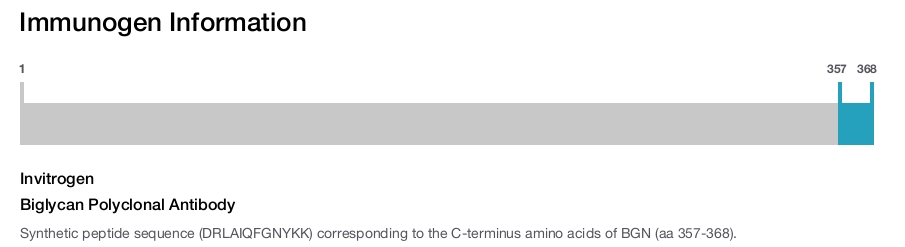 Biglycan Polyclonal Antibody