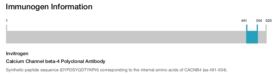 Calcium Channel beta-4 Polyclonal Antibody