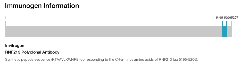 RNF213 Polyclonal Antibody