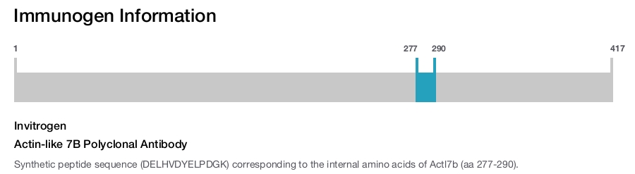 Actin-like 7B Polyclonal Antibody