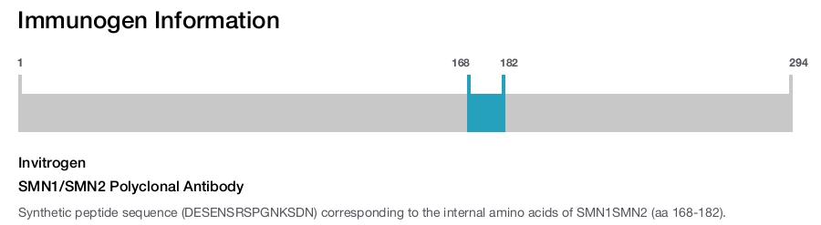 SMN1/SMN2 Polyclonal Antibody