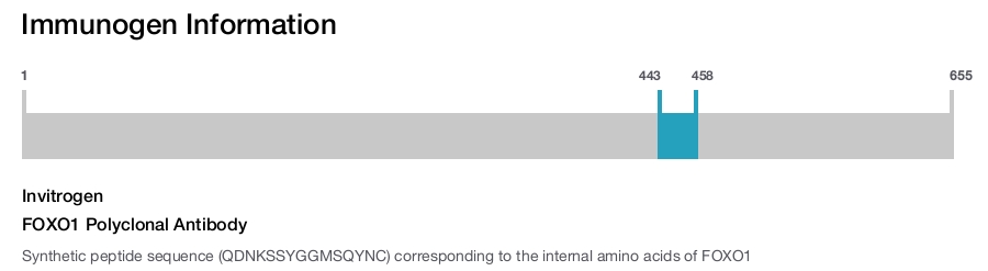 FOXO1 Polyclonal Antibody