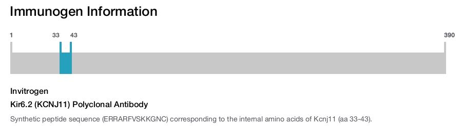 Kir6.2 (KCNJ11) Polyclonal Antibody
