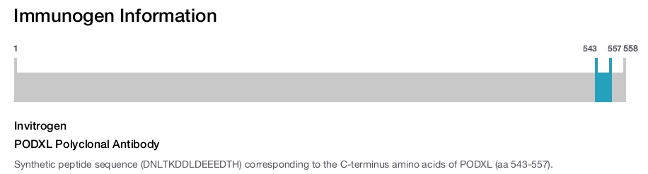 PODXL Polyclonal Antibody