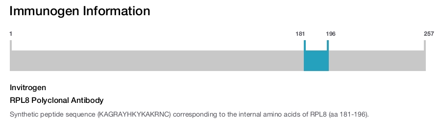 RPL8 Polyclonal Antibody