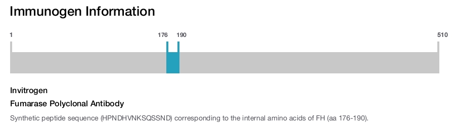 Fumarase Polyclonal Antibody