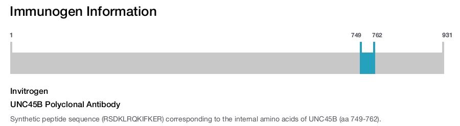 UNC45B Polyclonal Antibody