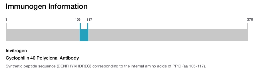 Cyclophilin 40 Polyclonal Antibody