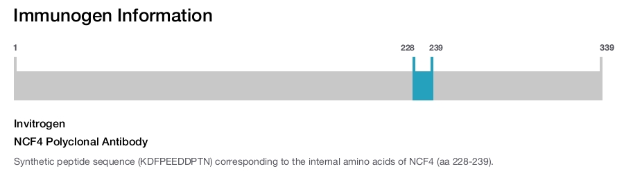NCF4 Polyclonal Antibody