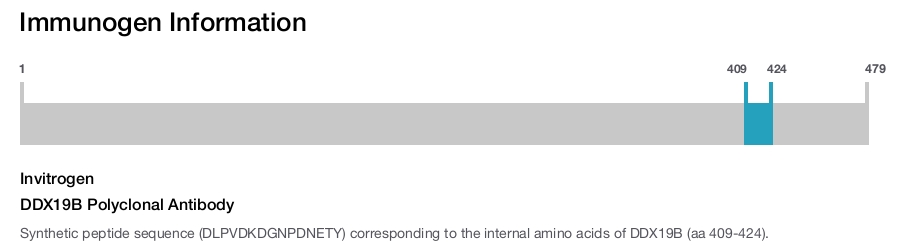 DDX19B Polyclonal Antibody