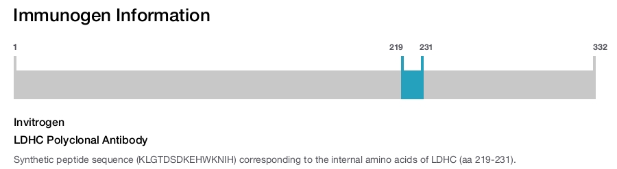 LDHC Polyclonal Antibody