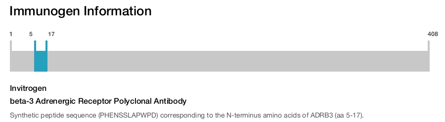 beta-3 Adrenergic Receptor Polyclonal Antibody