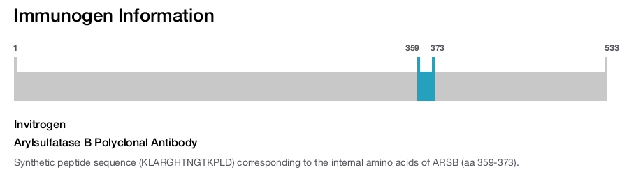 Arylsulfatase B Polyclonal Antibody