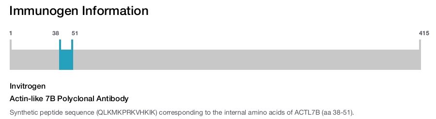 Actin-like 7B Polyclonal Antibody