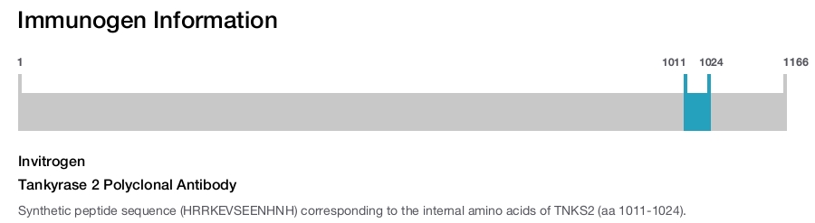 Tankyrase 2 Polyclonal Antibody