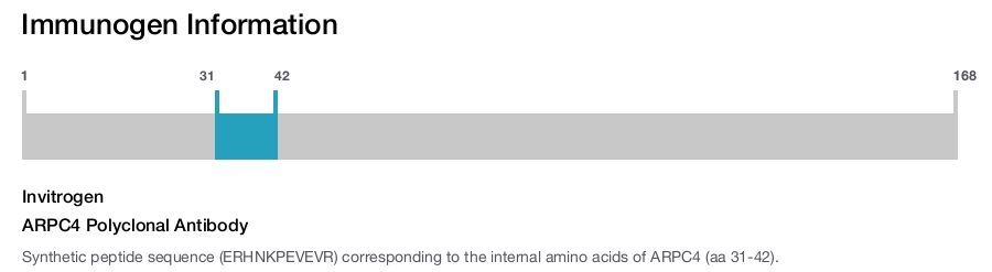 ARPC4 Polyclonal Antibody