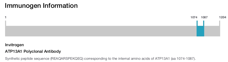 ATP13A1 Polyclonal Antibody
