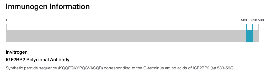 IGF2BP2 Polyclonal Antibody