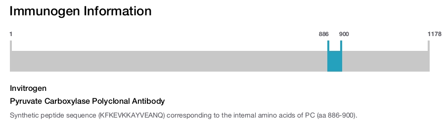 Pyruvate Carboxylase Polyclonal Antibody