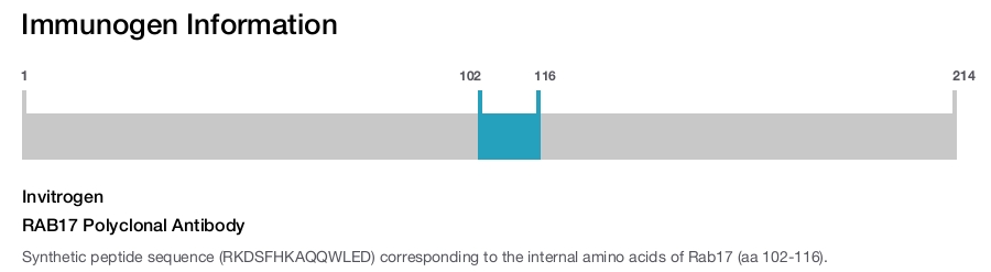 RAB17 Polyclonal Antibody