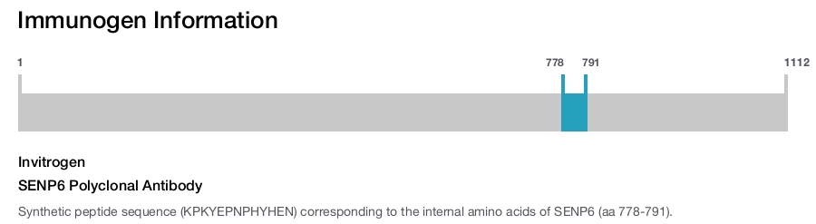 SENP6 Polyclonal Antibody