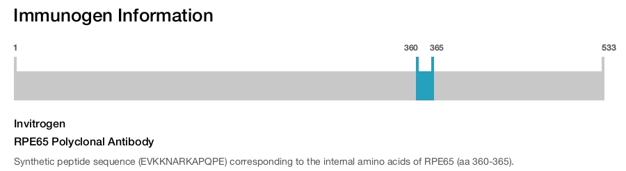 RPE65 Polyclonal Antibody